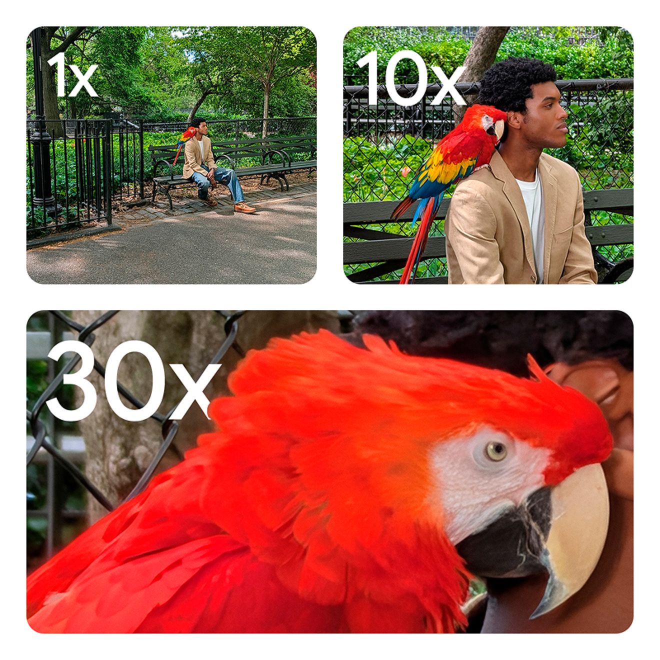 Three images of a person posing on a park bench with a parrot perched on their shoulder. The first image is 1X zoom showing the person and parrot on a bench surrounded by foliage. The second image is 10X zoom showing just the person and parrot. The third image is 30X showing just a close-up of the parrot.