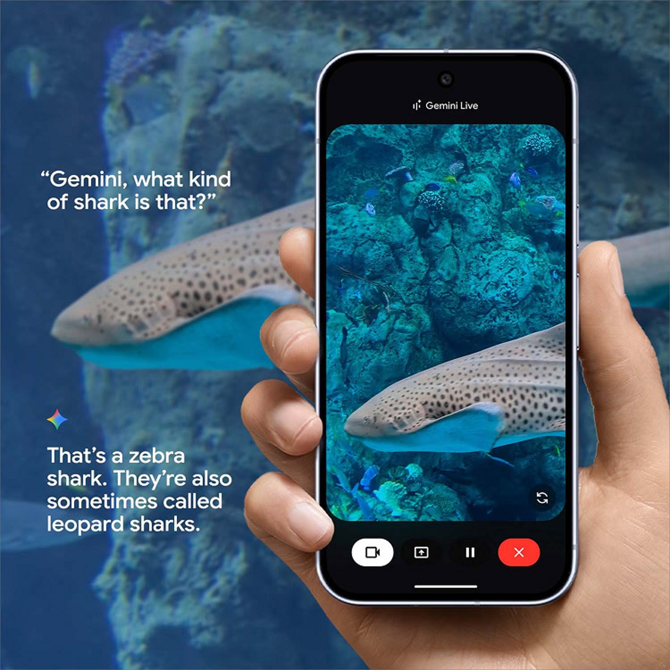 A person uses Gemini Live by pointing their Google Pixel 10 Pro phone at an aquarium and asking a question.