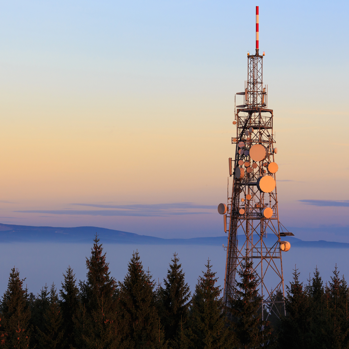 A cell tower rises above a forest of evergreen trees. 