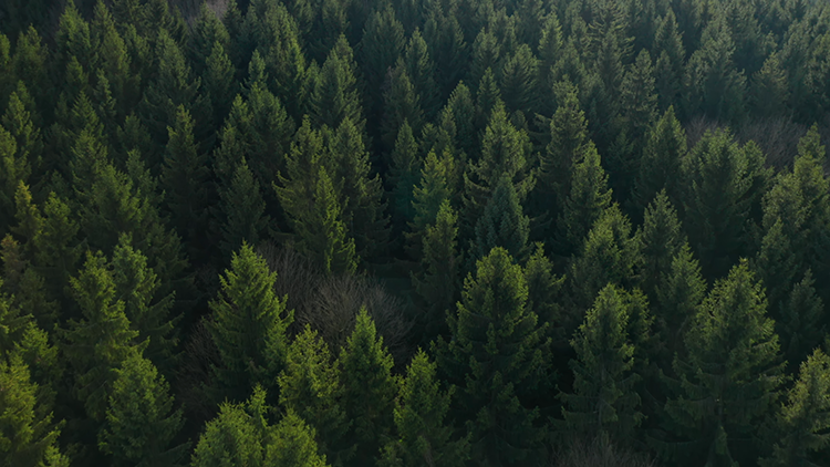 Aerial shot of an evergreen forest
