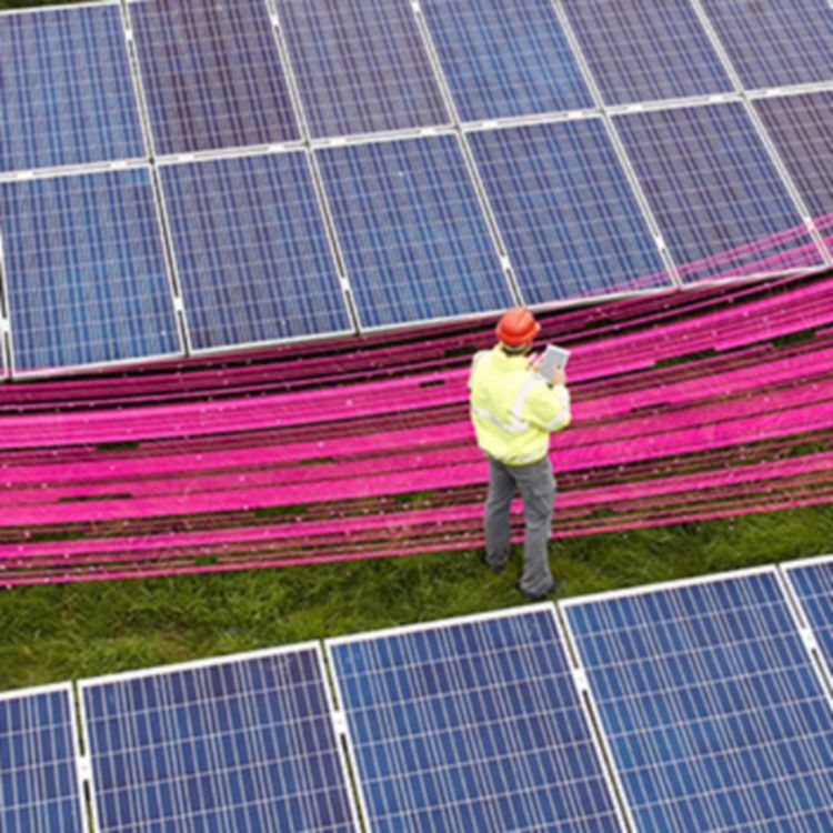 Hard hat worker in solar panel field with magenta swoosh in middle