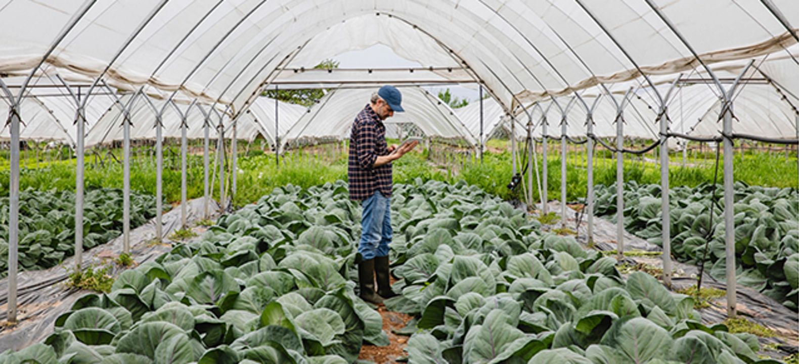 Man in work clothes stands in the middle of crops looking at a tablet.