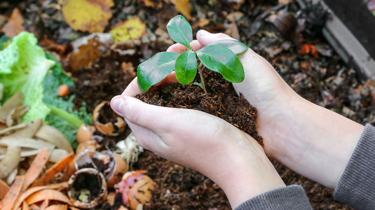 Hands holding a seedling in dirt with a compost pile in the background