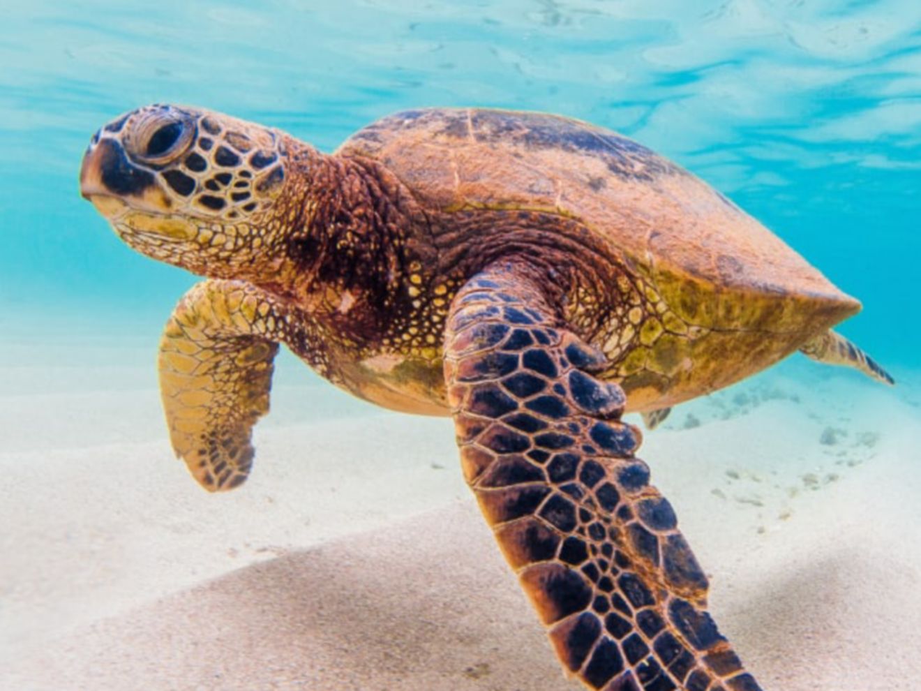 Una tortuga marina nadando por el océano.